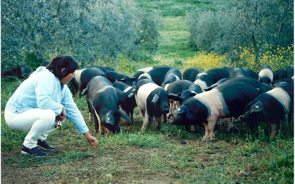 Agriturismo Scorgiano Eksteriør bilde